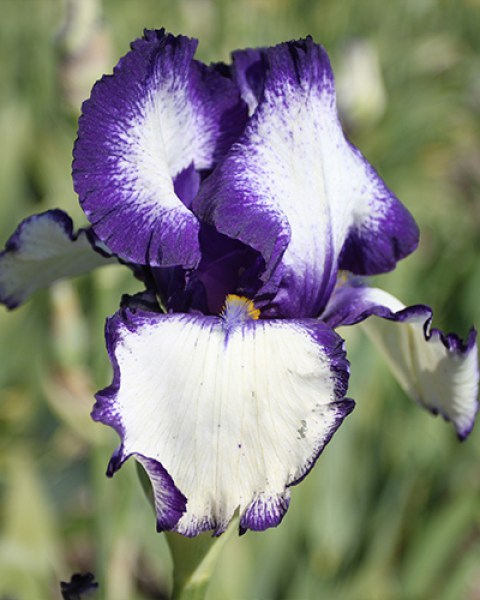 Iris germanica Loop the Loop6